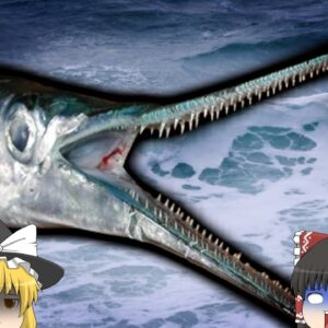 【2024年】『体に魚が突き刺さっていた』サーフィンを楽しむ女性 突然鋭い顎をもつ魚に胸を突かれ死亡 海に潜む意外な危険【ゆっくり解説】