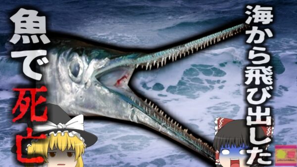 【2024年】『体に魚が突き刺さっていた』サーフィンを楽しむ女性 突然鋭い顎をもつ魚に胸を突かれ死亡 海に潜む意外な危険【ゆっくり解説】