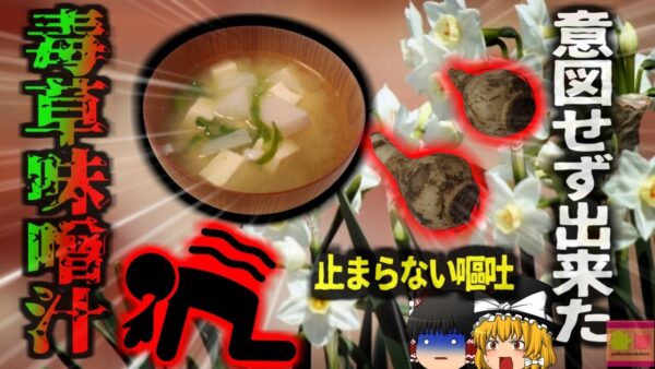 【2024年】『見分けがつかない毒草』里芋と間違い、有毒植物「スイセン」を味噌汁にして食べた結果…【ゆっくり解説】