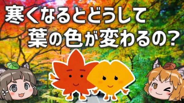 【疑問】寒くなるとどうして葉っぱの色が変わるの？