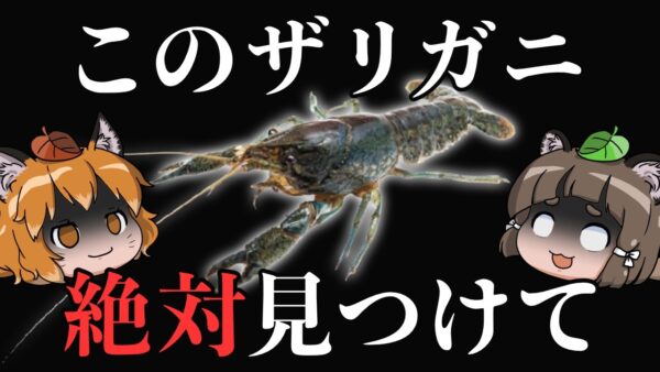 【緊急】沖縄に世界一ヤバい外来ザリガニが定着したかもしれません