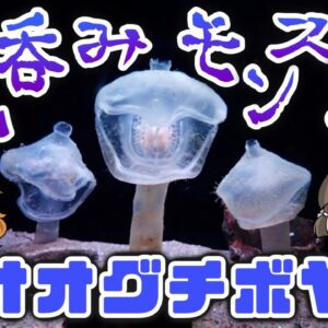 【丸呑み】何でも飲み込む深海ハンター！オオグチボヤ【へんないきもの#117】
