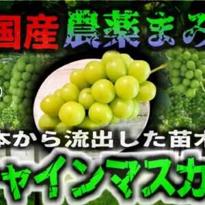 【2024年】中国産『農薬漬けシャインマスカット』大炎上 日本から盗んだ品種で粗悪品を製造し出荷 アジア各国で猛烈な批難の嵐 国会でも問題視【ゆっくり解説】