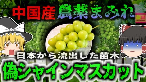 【2024年】中国産『農薬漬けシャインマスカット』大炎上 日本から盗んだ品種で粗悪品を製造し出荷 アジア各国で猛烈な批難の嵐 国会でも問題視【ゆっくり解説】