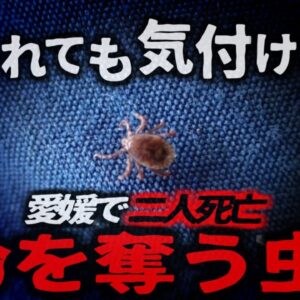 【2024年】「10mmの虫に噛まれ死亡」愛媛県で死亡した男性 致死率約30%の感染症で亡くなってたことが判明 原因は『山に入ったこと』…？マダニ感染症の恐ろしさと対策【ゆっくり解説】