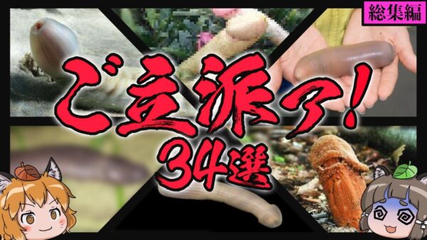 【ハッスル】見た目がご立派＆欲望のヤバい生き物34選【総集編】