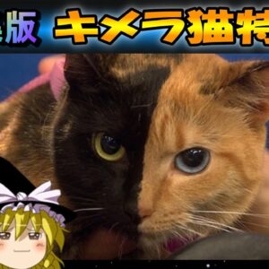 【7周年感謝祭④】再編集版　キメラ猫特集！