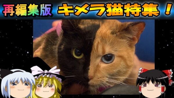 【7周年感謝祭④】再編集版　キメラ猫特集！