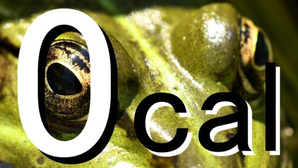 【閲覧注意】カロリーゼロの昆虫【みじカメの話改】#9