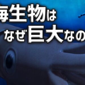 【疑問】深海生物はなぜ巨大になるのか？