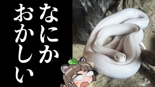 【闇】白蛇の子供が10匹生まれました！←なんかおかしくない？