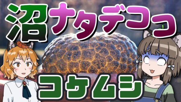 【なにこれ】沼に生息するナタデココ！？ブヨブヨ謎生物「コケムシ」【へんないきもの#118】