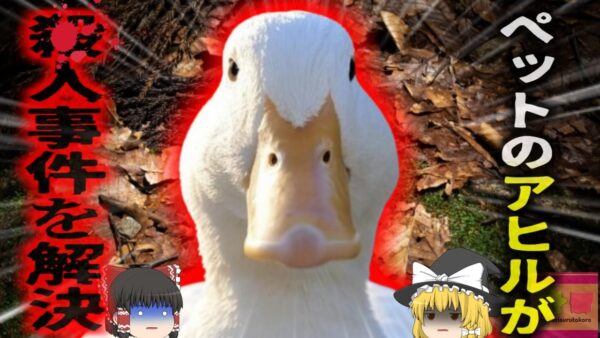 【2022年】『アヒルが真相を暴き事件解決』行方不明になっていた女性の遺体をペットのアヒルが発見し、犯人特定へ。【ゆっくり解説】