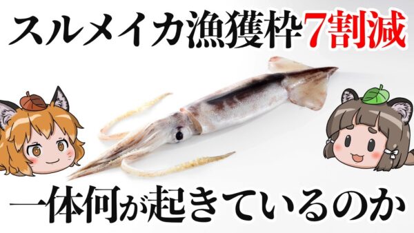 【え？】今年のスルメイカ漁獲枠7割減へ←これ、実はとんでもない事です