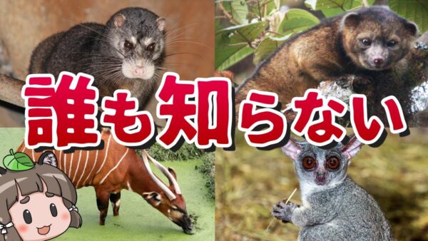 【9割が知らない】レア度SSR！？誰も知らないマニアックな生き物6選 -パート2-
