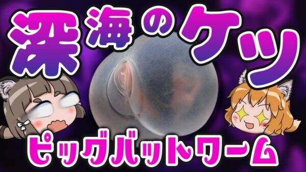 【ギリセーフ】神が創造した深海おケツ、ピッグバットワーム【へんないきもの#119】