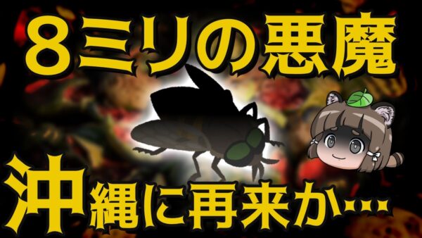 【緊急事態】沖縄の野菜が4月から出荷制限へ…今一体何が起きているのか？【8ミリの悪魔】