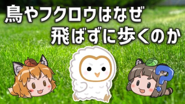 【ｴｯﾎｴｯﾎ】なぜ鳥やフクロウたちは飛ばずに歩くのか？