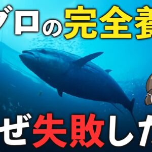 <span class="title">【日本初】マグロの完全養殖はなぜ失敗してしまったのか？</span>