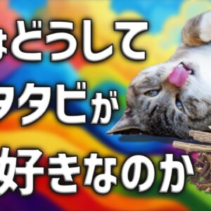 【疑問】ネコはなぜマタタビで大興奮するのか？