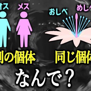 【ゆっくり解説】なぜ植物はオスとメスが一体化しているのか？