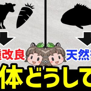 【疑問】なぜ魚だけ品種改良が全然ないのか？