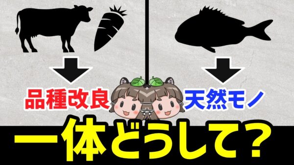 【疑問】なぜ魚だけ品種改良が全然ないのか？