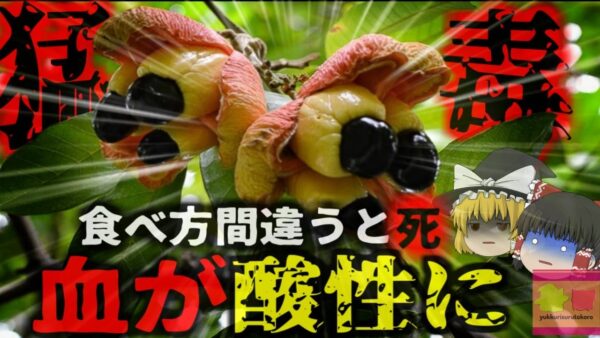 『食べ方を間違えると死ぬ猛毒果実』西アフリカ原産「アキーの果実」誤って食べると一日中吐き続ける恐ろしい症状に…『ジャマイカ嘔吐病』【ゆっくり解説】