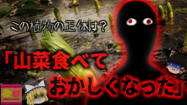 【2020年】『薄いけど採れたてだから？』数ｇ食べるだけで止まらなくなる激しい嘔吐と下痢…血圧低下で最悪命の危険も…ほとんど見分けがつかない春の山菜と毒草の危険【ゆっくり解説】