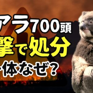 【なぜ】コアラ700頭をヘリから狙撃…オーストラリアで今何が起きているのか