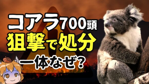 【なぜ】コアラ700頭をヘリから狙撃…オーストラリアで今何が起きているのか