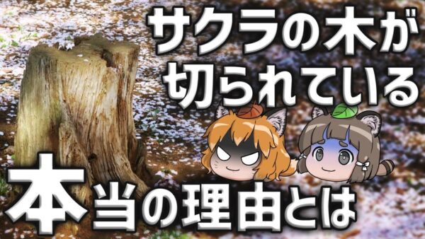【なぜ】全国で桜の木が次々切られている本当の理由とは…