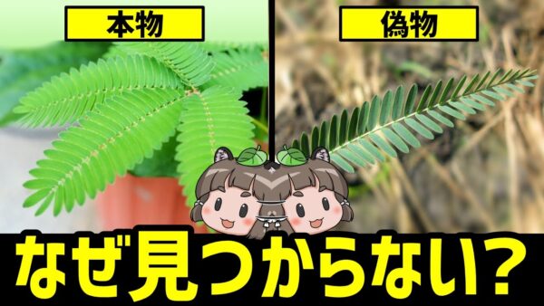【謎】なぜ本物のオジギソウは大人になると見つからないのか？