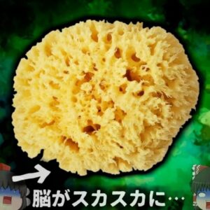 【1995年】『脳がスポンジになる禁断の食材』　加熱してもほぼ不活性化されない恐ろしい感染症 「変異型クロイツフェルト・ヤコブ病」【ゆっくり解説】きめぇ丸解説