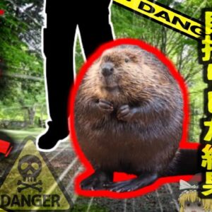 【2013年】『ビーバーだ！一緒に写真撮ろう』→脚に噛みつかれ動脈切断 大量出血で命を落とす…日本にも似たような生物が？【ゆっくり解説】