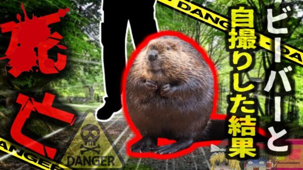 【2013年】『ビーバーだ！一緒に写真撮ろう』→脚に噛みつかれ動脈切断 大量出血で命を落とす…日本にも似たような生物が？【ゆっくり解説】