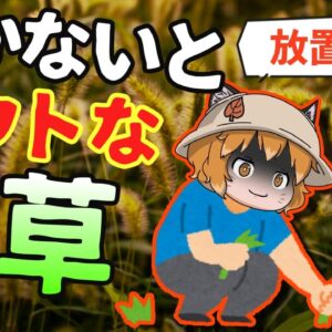 【対策必須】見つけたらすぐ抜いて！放置したらヤバい雑草8選