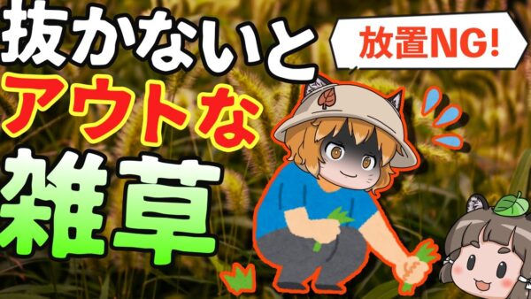 【対策必須】見つけたらすぐ抜いて！放置したらヤバい雑草8選