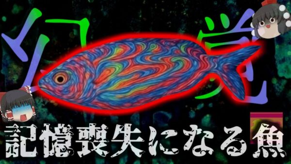 『食べると幻覚を見て記憶消失する魚』別名「ドリーム・フィッシュ」の異名を持つ不思議な魚 食べて激しい幻覚・幻聴・奇行走る事例が報告…何故魚にLSDのような効果が？【ゆっくり解説】きめぇ丸解説