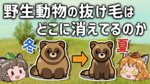 【疑問】野生動物の大量の抜け毛はどこに消えているのか？
