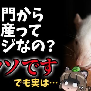 【デマ】オスのマウスがお尻から出産ってマジ？←フェイクです。でも実は…