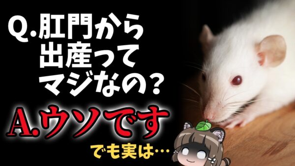 【デマ】オスのマウスがお尻から出産ってマジ？←フェイクです。でも実は…