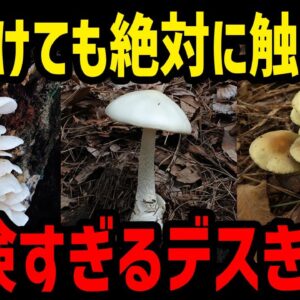 【ゆっくり解説】絶対に近づくな！身近に生える危険なデスきのこ７選