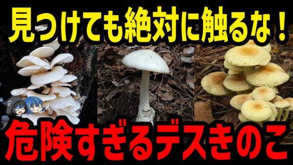 【ゆっくり解説】絶対に近づくな！身近に生える危険なデスきのこ７選