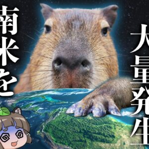 【激闘】なぜ今、南米でカピバラが大暴れしているのか…？