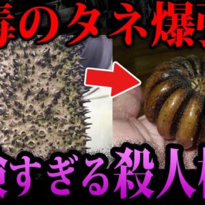 【ゆっくり解説】触っただけで危険。実在する殺人植物５選