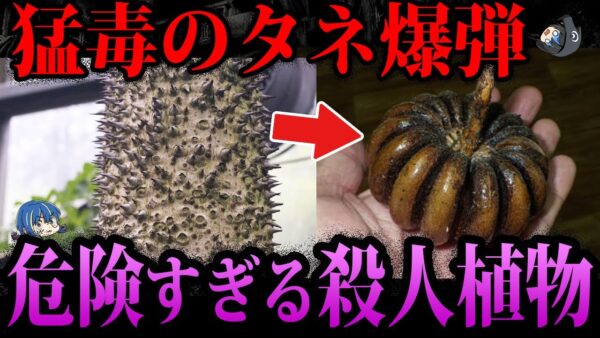 【ゆっくり解説】触っただけで危険。実在する殺人植物５選