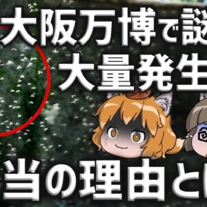 【蚊柱】大阪万博で謎の羽虫が大量発生してる本当の理由とは…｜増え続けるとどうなる？