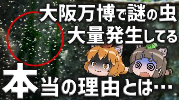 【蚊柱】大阪万博で謎の羽虫が大量発生してる本当の理由とは…｜増え続けるとどうなる？