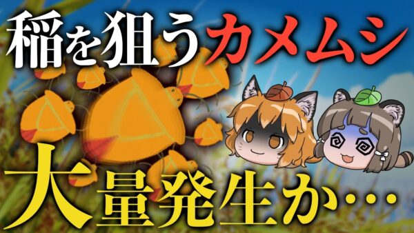 【勘弁して】お米を狙う害虫カメムシ、60年ぶりの大量発生か…？